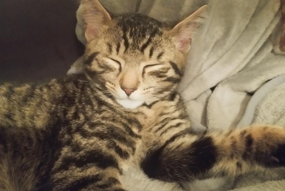 Alerte Découverte Chat croisement  Mâle Saint-Avé France