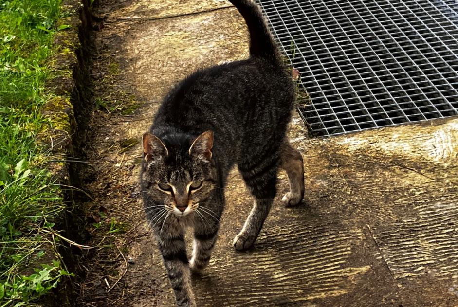 Avviso Ritrovamento Gatto  Femmina Pluvigner Francia